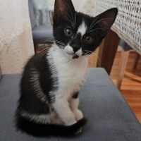 Luna'ya k..