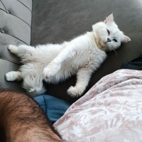 MAVİ GÖZL..