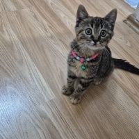 sushi bıcırığı...