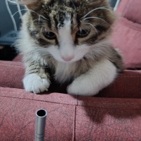 Sokakda üşütmü...