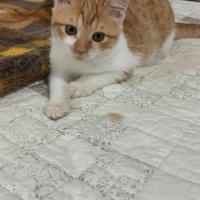 ŞANS KEDİ..