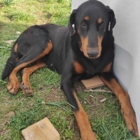 DOBERMAN..