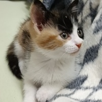 Calico di..