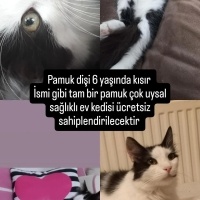 Pamuk kız..