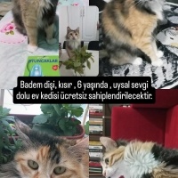 Badişe yu..