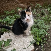 Şana kedi..