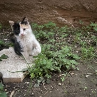 Şana kedi..
