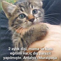 Dünya tat..