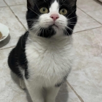 AŞILI, SAKİN VE SEVECEN ACİL YUVA ARIYOR