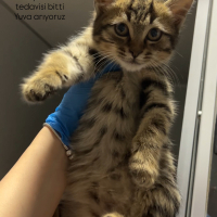 Gırgır a yuva arıyoruz