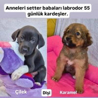 Açıklamay..