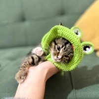 🐾 Yağmurda Bu...