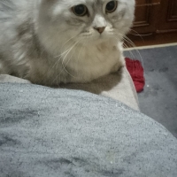 KISIRLAŞT..