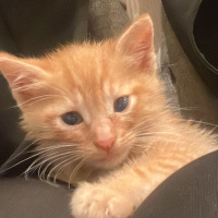 Yaklaşık 6 haftalık çok gırlayan oyuncu miniğe acil sıcak yuva aranıyor