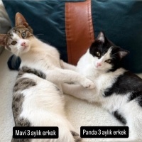 Çok acil yuva arıyorlar