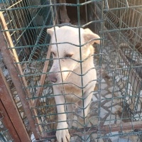 PAMUK OĞLUMUZA SICAK YUVA ARIYORUZ