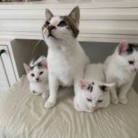 VAN MELEZLERİ KISIRLAŞTIRILMASINA DESTEK OLUNACAKTIR‼️