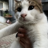 Sürmeli Gözlü Badem Ömürlük Yuvasını Arıyor