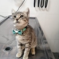 Oyuncu minnoşa yuva