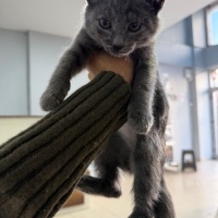 Kendine sıcak bir ev arayan terkedilen yavru kedimiz