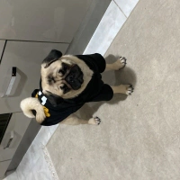 Pug Sevec..