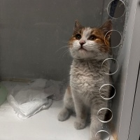 ARABA MOTORUNA SIKIŞAN CANA ÖMÜRLÜK YUVA