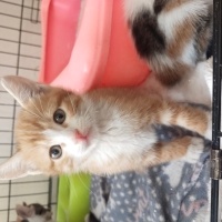 40 günlük Sarman kedilerimizi sahiplendirmek istiyoruz