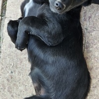 Yavru lab..