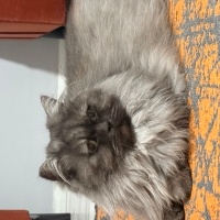 bihtere güzel kalıcı bir yuva