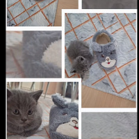 2 aylık dişi erkek yerinde duramayan biritish yavrularımız