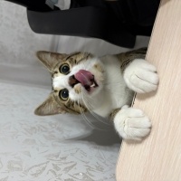 Çay demleyen Abuzer