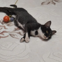 AÇIKLAMAYI DİKKATLİ OKUYUNUZ