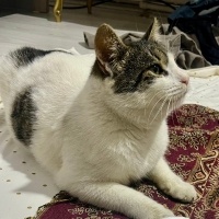 Şişko, Oyuncu Sokak Kedisi Pamuk