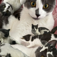 “Prenses Fıstık” 🐾