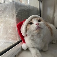 ACİL ŞİDDET GÖRMÜŞ KEDİYE YUVA