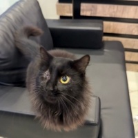 ERDEK GÖRME ENGELLİ DİŞİ KEDİMİZ YUVA ARIYOR