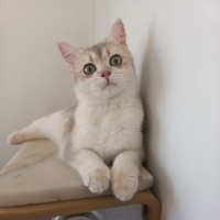 Lunam için yuva arıyorum.