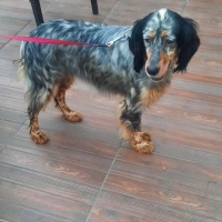 AŞILI, ÇİPLİ, ÖMÜRLÜK YUVA ARIYOR