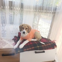 Beagle yavrusu...
