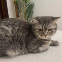 Ücretsiz takip şartı ile sahiplendirilecektir