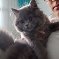 Uysal sevimli sakin bir yakışıklıı