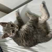 Gri oyuncu yavru kedi