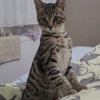 4 aylık oyuncu tekir kedi