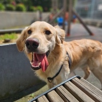 Kısır 1.5 yaşında erkek golden retriever