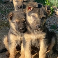 Bal küplerine acil yuva