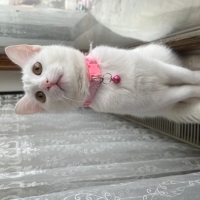 Sevgi yumağı pamuğa acil yuva