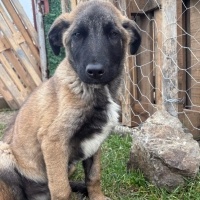 Kangal- k..