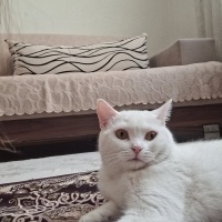 Pamuğumuza güvenli yuva arıyoruz.Bütün esyalariyla ücretsiz sahiplendirecegim.