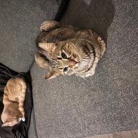 Jabağı – 6 aylık, oyuncu ve çok cana yakın İsmi gibi komik bir kedidir kendisi