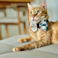 Ücretsiz sahiplenme pofidik yakışıklı